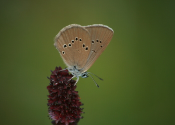 Dunkler Wiesenknopf-Ameisenbläuling (Maculinea nausithous) - © Emanuel Trummer